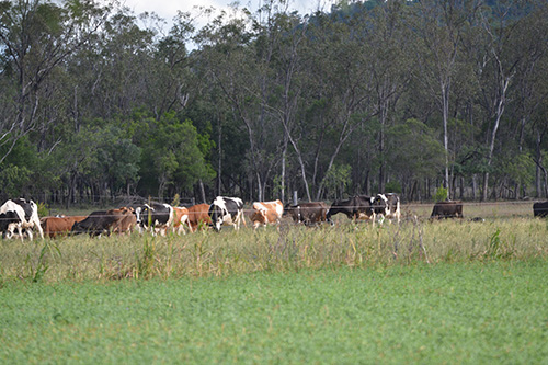 Kenilworth Dairy