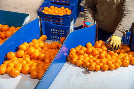 Ironbark Citrus