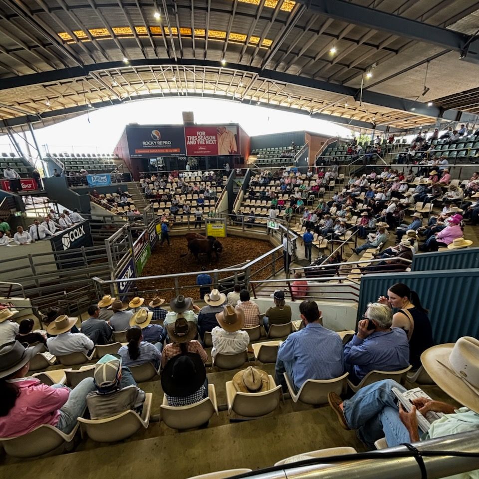John Metelli at the bull sales