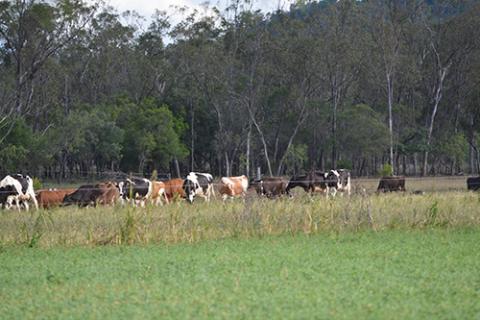 Kenilworth Dairy