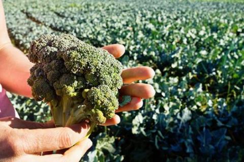 Hands-holding-broccoli