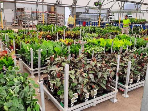 Plant display at Hervey Bay Nurseries. 